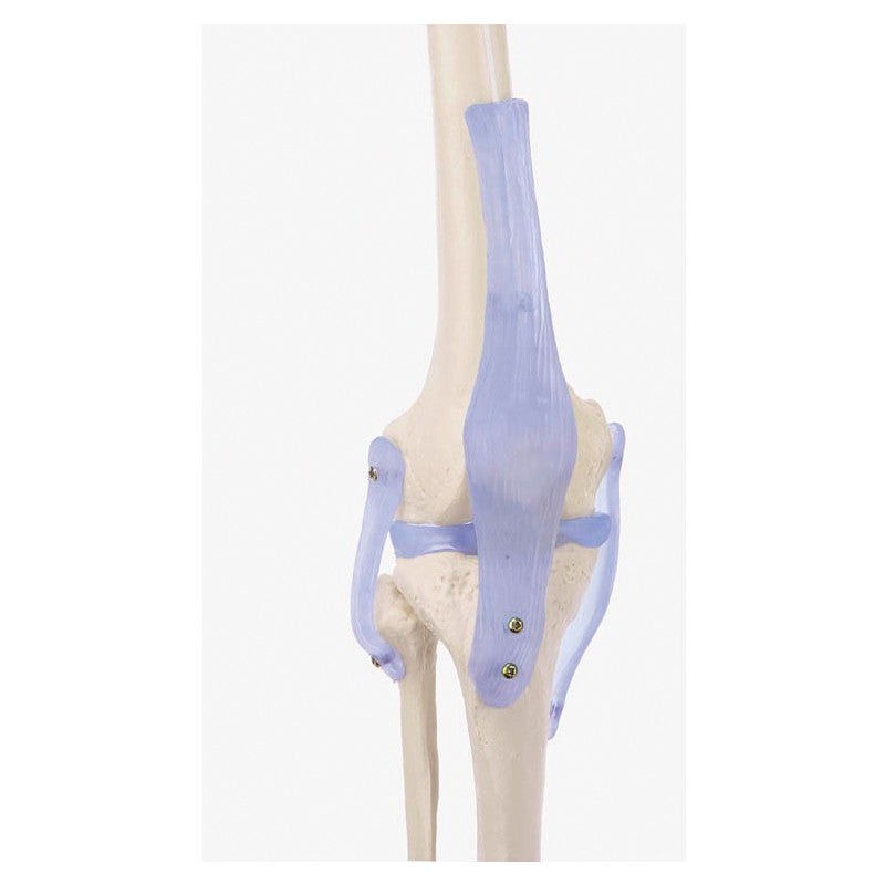 Otto Skeleton Model With Ligaments