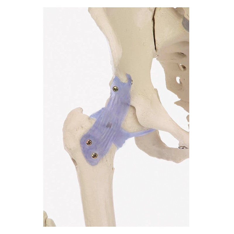 Otto Skeleton Model With Ligaments
