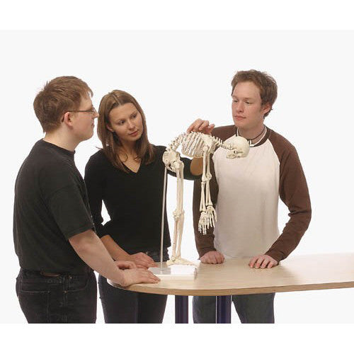 Paul Miniature Skeleton Model with Flexible Spine