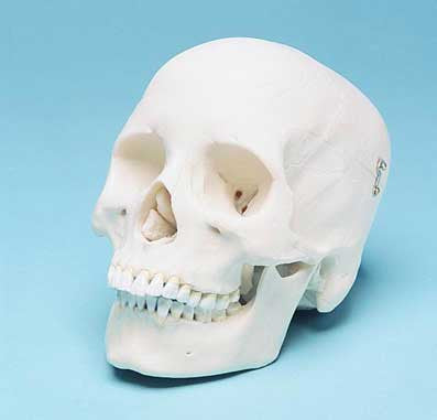 Skull Model (3 Part)