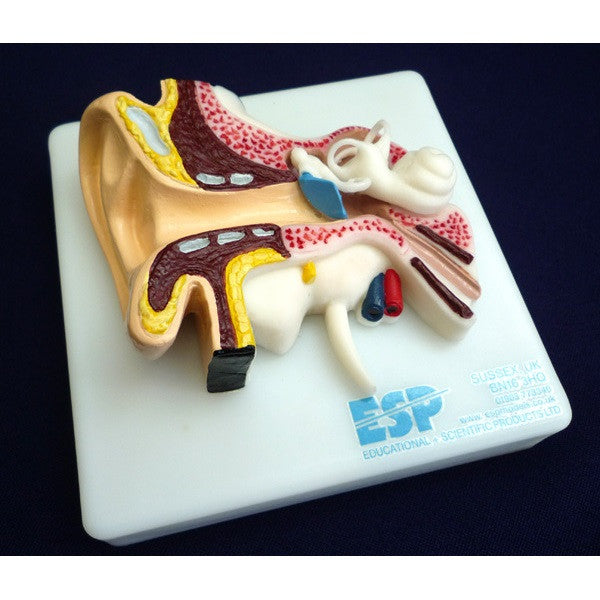 Life Size Ear Model