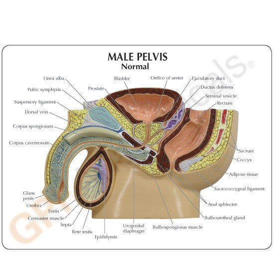 Male Pelvis Section Model with BPH