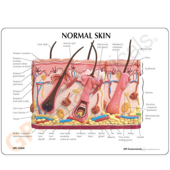 Skin Burn and Normal Skin Anatomical Model