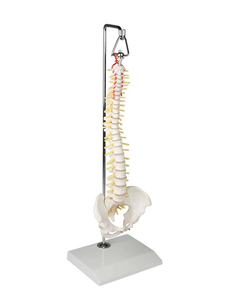 Miniature Spinal Column Model on Hanging Stand