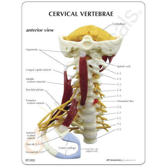 Cervical Spine Model with Muscles