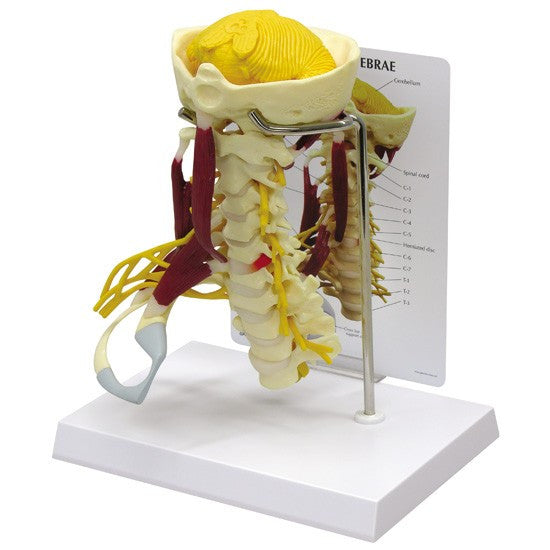 Cervical Spine Model with Muscles