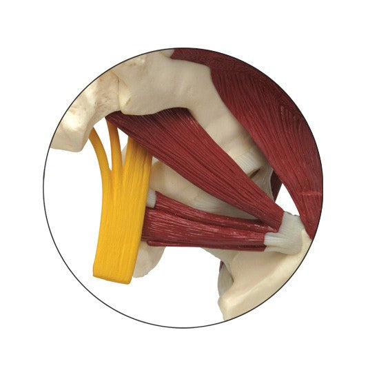 Muscled Hip with Sciatic Nerve Model