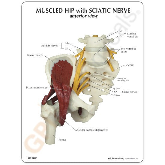 Muscled Hip with Sciatic Nerve Model