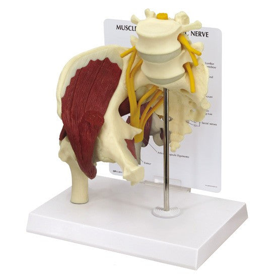 Muscled Hip with Sciatic Nerve Model