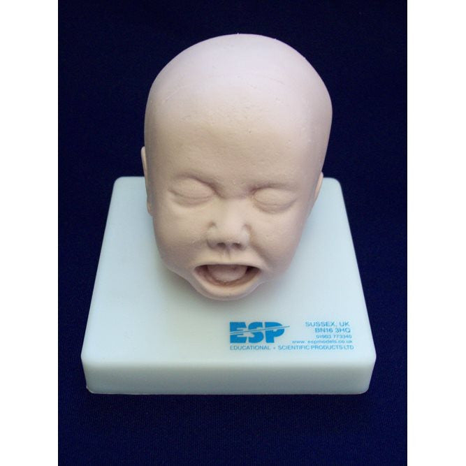 Foetal Head Simulator