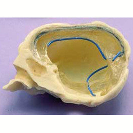 Foetal Half Skull Model