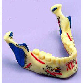 Painted Lower Jaw Model