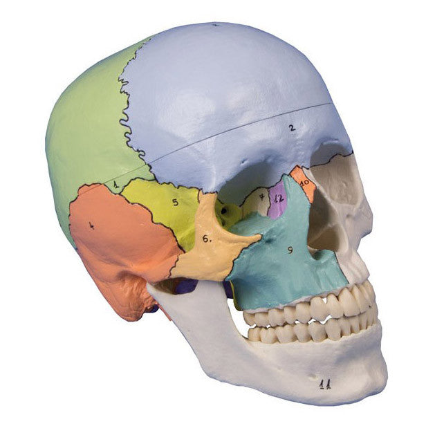 Didactic Skull Model (3 part)