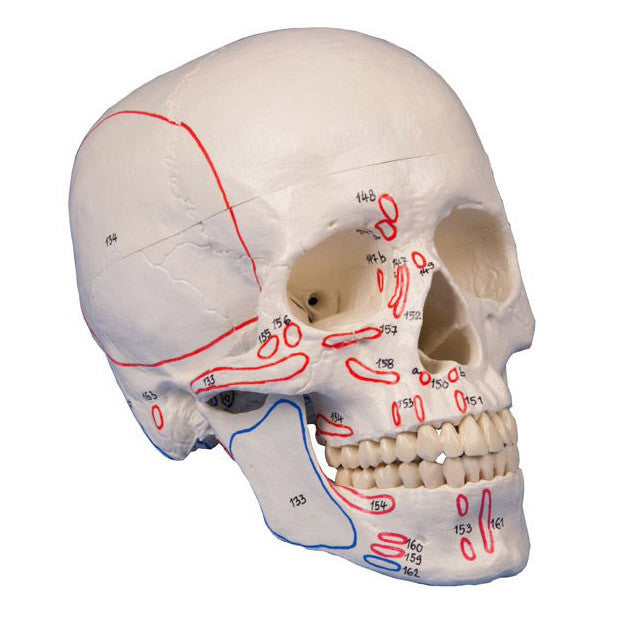 Skull Model with Muscle Markings (3 part)