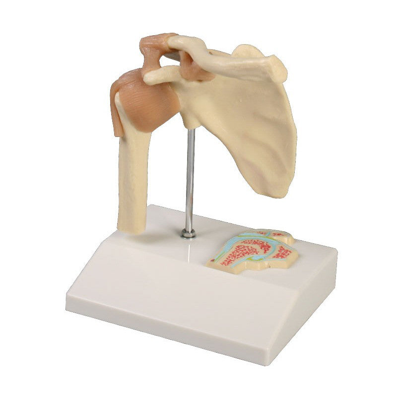 Miniature Shoulder Joint Model with Cross Section