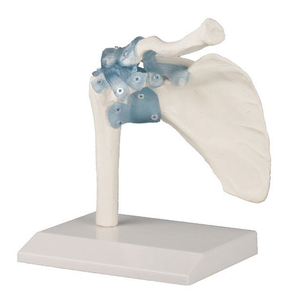 Shoulder Model with Ligaments
