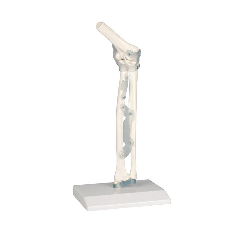Elbow and Forearm Model With Ligaments
