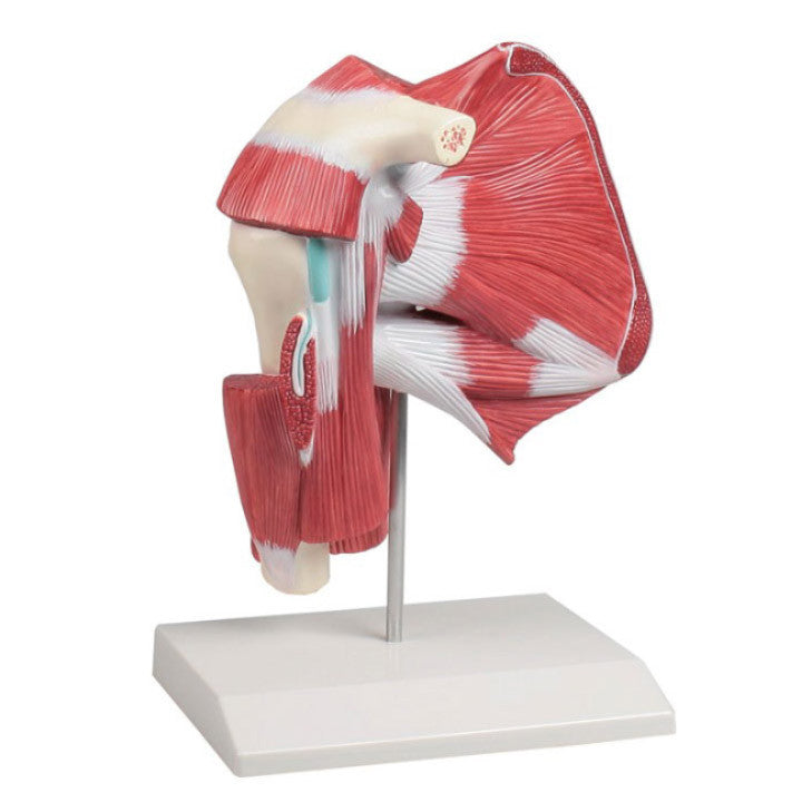 Shoulder Model with Deep Muscles