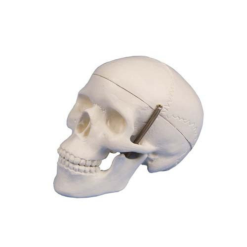 Miniature Skull Model (3 part, with stand)