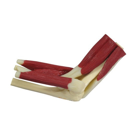 Mini Muscled Joint Set (Hip, Knee, Elbow and Shoulder)