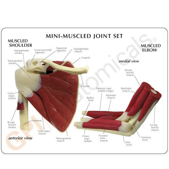 Mini Muscled Joint Set (Hip, Knee, Elbow and Shoulder)