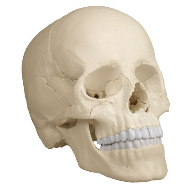 Osteopathic Skull Model (22 part)