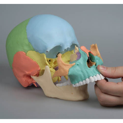 Coloured Osteopathic Skull Model (22 part)