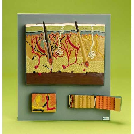 Skin Anatomy Model (4 part)