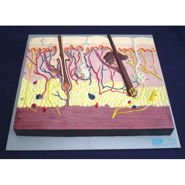 Numbered Skin Section Model (x75 enlargement)