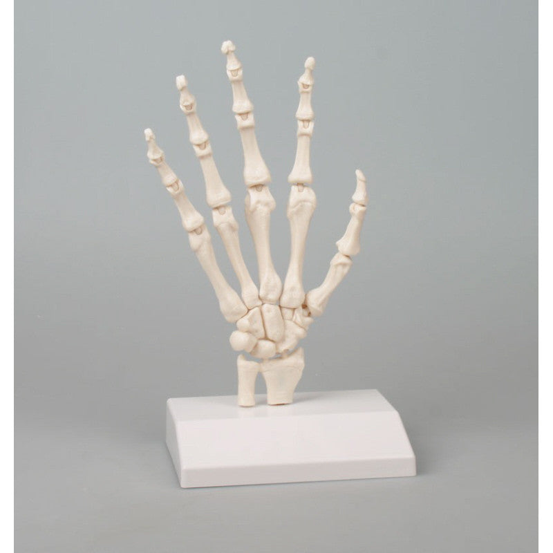 Joint Types Demonstration Model (Set of 5)