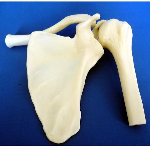 Articulated Shoulder Joint Model