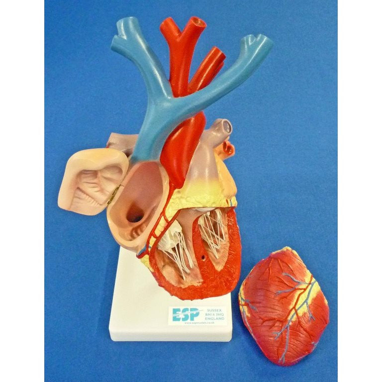 Flexible Heart Model