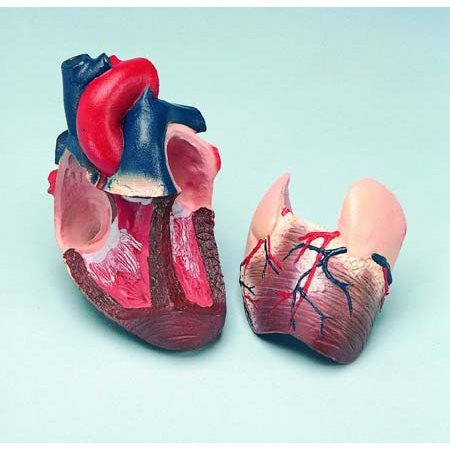 Life-Size Heart Model (2 part)