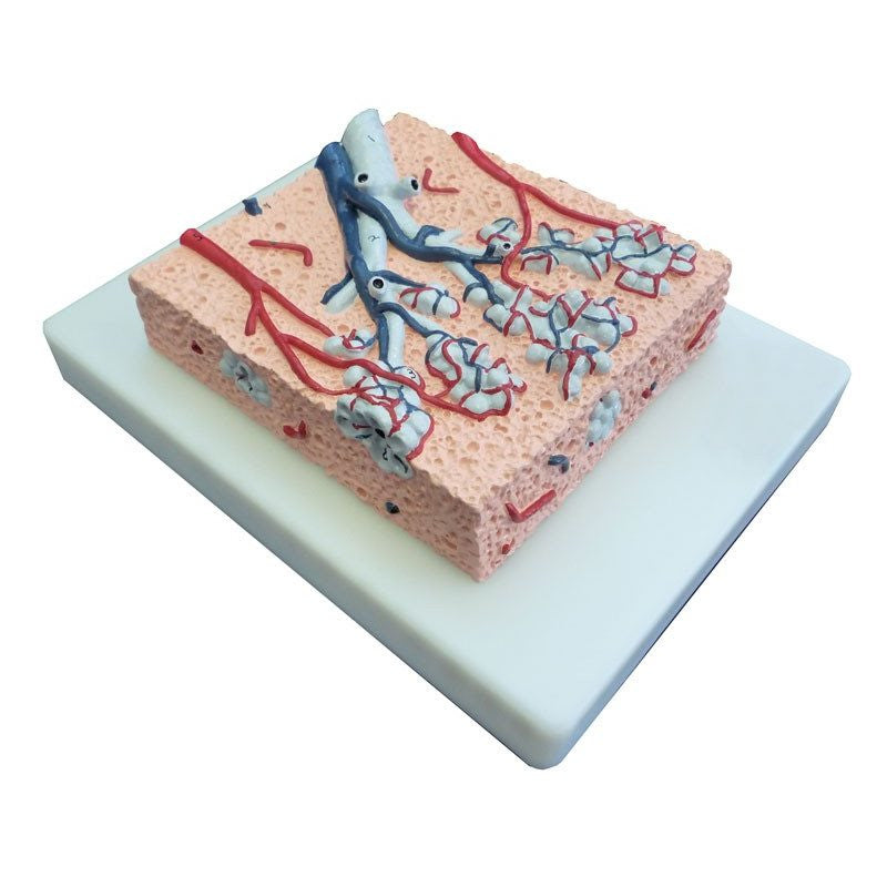 Lung Lobule Model (x20 enlargement)