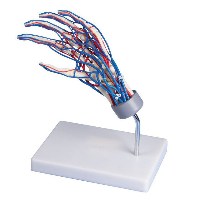 Vascular Hand Model