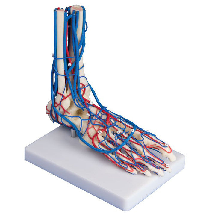 Vascular Foot Model