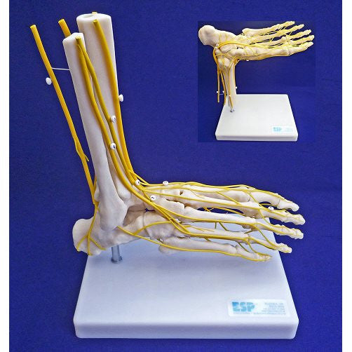 Neuro Foot Model