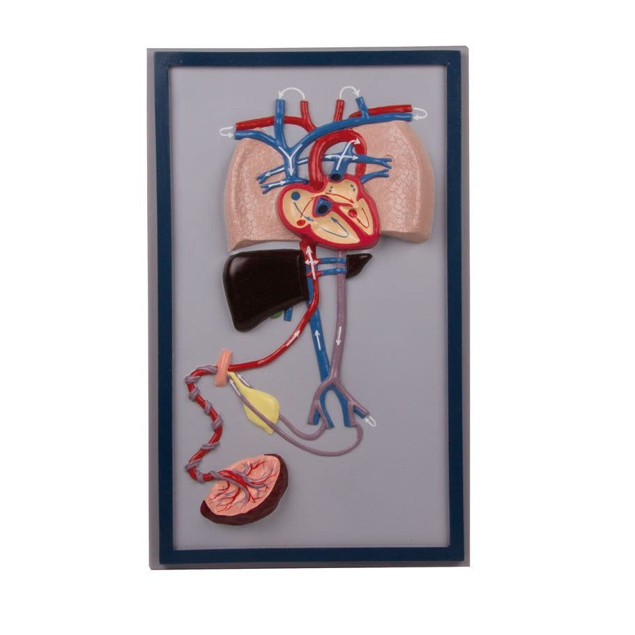 Foetal Circulation Model