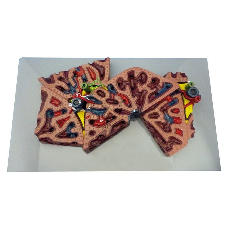 Liver Lobule Model