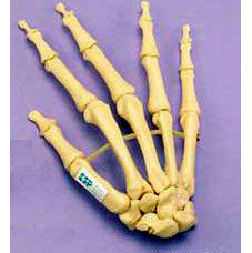 Articulated Hand Model