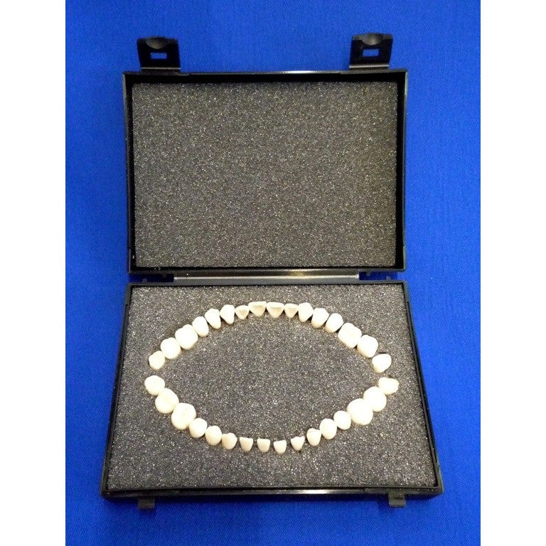 Adult Teeth Set (32 part)
