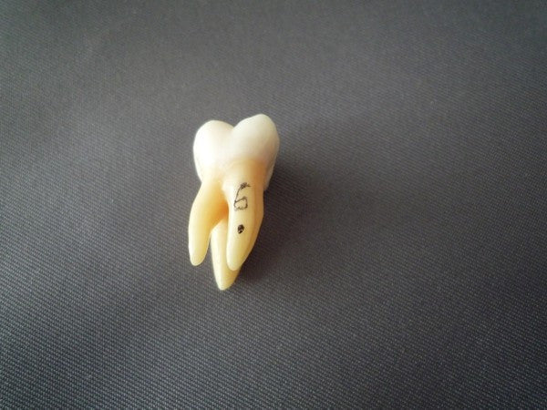 Adult Teeth Set (32 part)