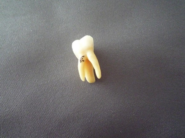 Deciduous Teeth Set (20 part)