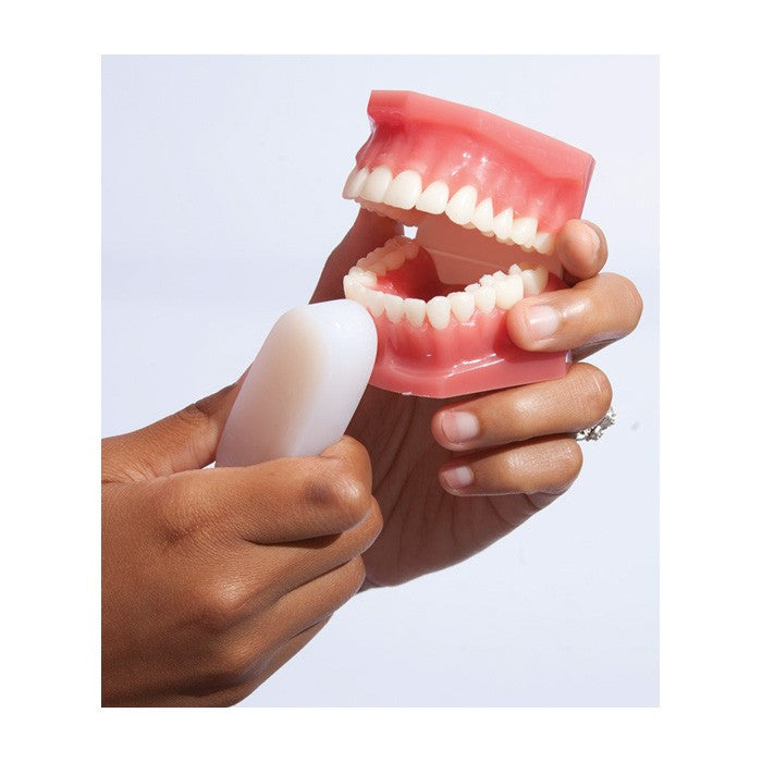 Plaque Hunter Dental Demonstration Model