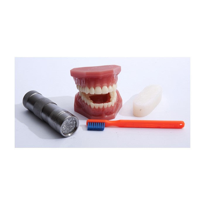 Plaque Hunter Dental Demonstration Model