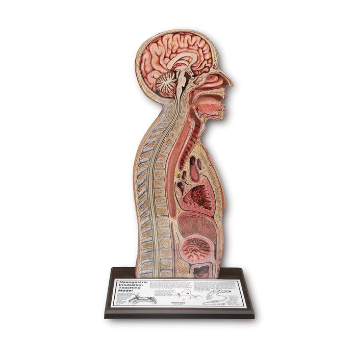 Nasogastric Intubation Training Model