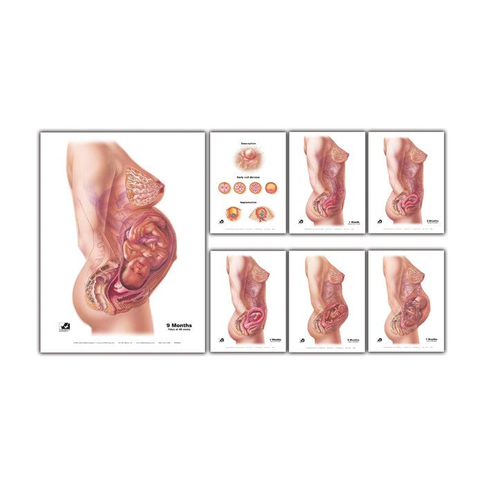 With Child: Conception to Birth Laminated Chart Set (Set of 7)