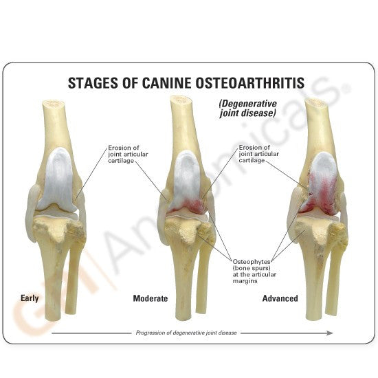 Canine Osteoarthritis Knee Model Set