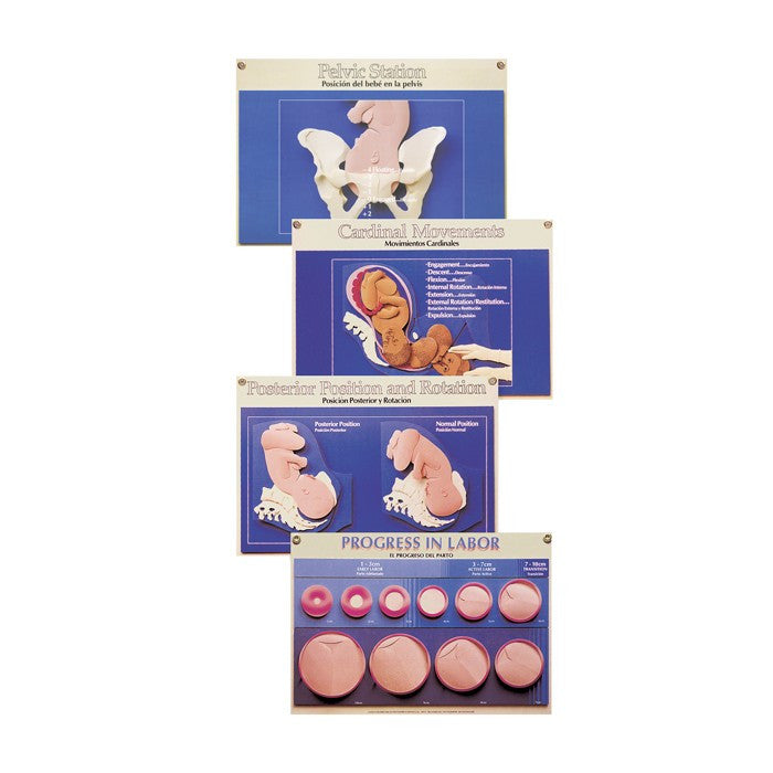 One-to-One Childbirth Laminated Chart Set (Set of 4, English/Spanish)