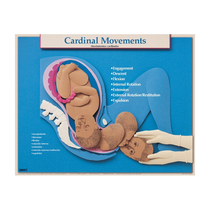 Essential Labour and Birth Laminated Chart Set (Set of 6, English/Spanish)